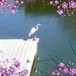 Meet your Posher, Carrie